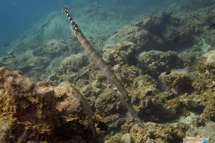 Beginner Dive Baptism in Tenerife — 1 Guided Dive from El Médano photo 2