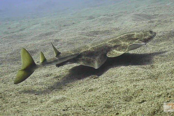 Two Dives on Tenerife's Southeast Coast — Wrecks, Caves & Marine Life photo 1