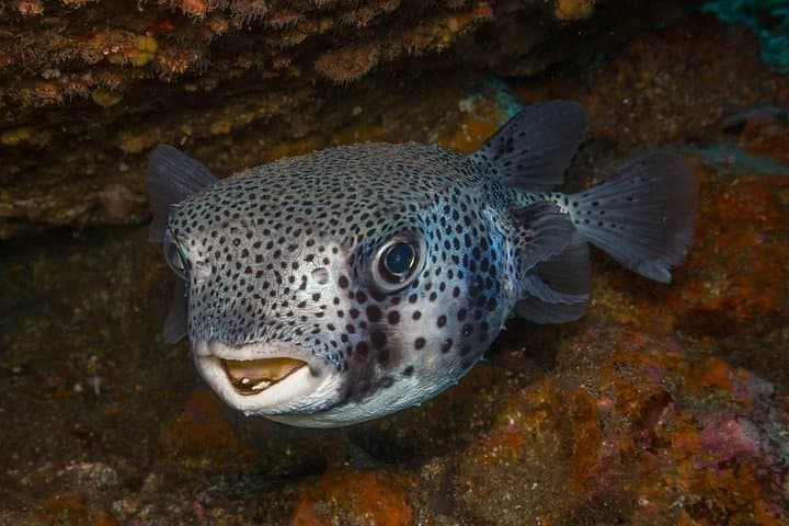 Two Dives on Tenerife's Southeast Coast — Wrecks, Caves & Marine Life photo 2