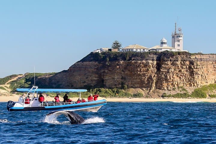 Newcastle Humpback Whale Encounter — 2-Hour Eco Cruise for Whale Watching photo 4