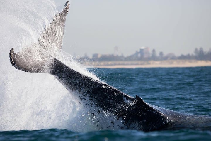 Newcastle Humpback Whale Encounter — 2-Hour Eco Cruise for Whale Watching photo 5
