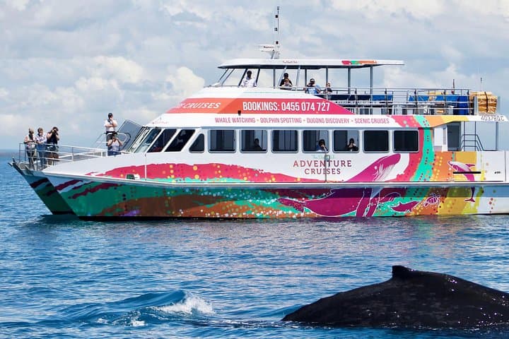 Hervey Bay Whale Watching: Half-Day Amaroo Cruise to See Humpbacks photo 5