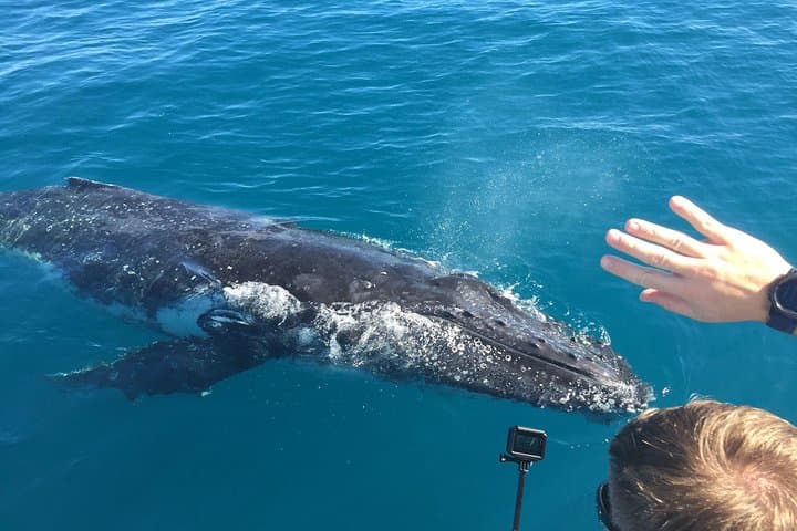 Hervey Bay Whale Watching: Half-Day Amaroo Cruise to See Humpbacks photo 3