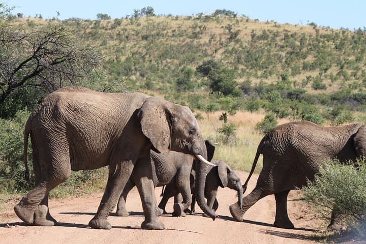 Pilanesberg Day Safari from Johannesburg: 5-Hour Open Vehicle Game Drive