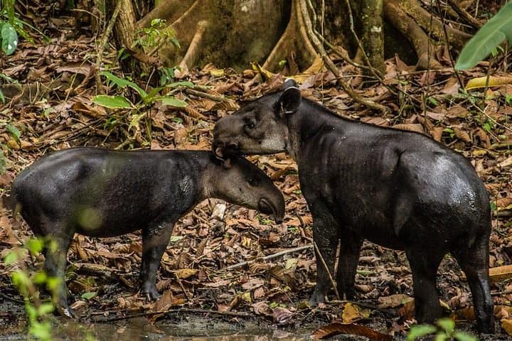 Corcovado National Park Day Tour from San José — Sierpe Boat & San Pedrillo Hike