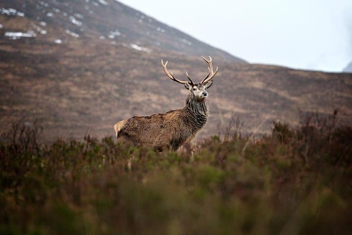 Private Glencoe Driving Tour from Edinburgh — Highlands Glens, Lochs & Wildlife photo 3