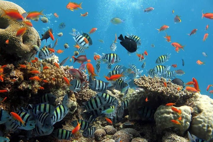 Hurghada Red Sea Snorkeling: Full-Day Trip from Luxor