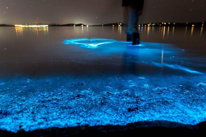 Titusville Bioluminescence Kayak Tour — Night Paddle on the Indian River Lagoon