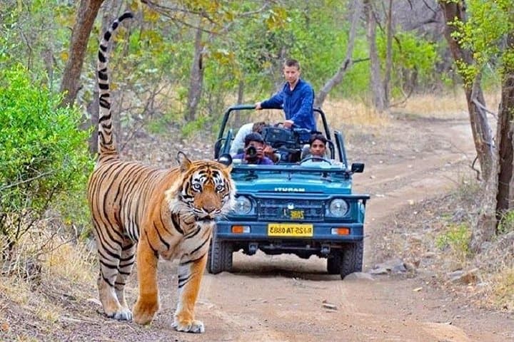 4-Day Private Jaipur and Ranthambore Tour from Delhi: Jaipur Sights and Ranthambore Safari photo 1