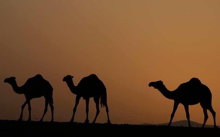 Palmeraie Sunset Camel Ride — Palm-Grove Tour with Berber Tea and Dinner photo 3