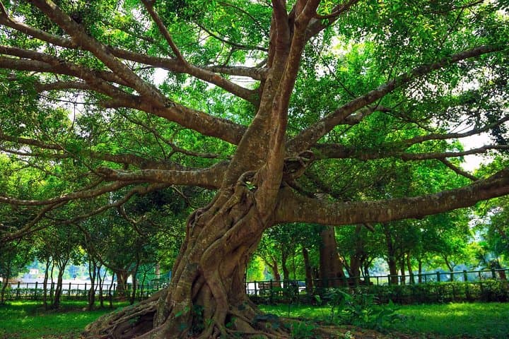 Cuc Phuong National Park Day Trip from Hanoi: Primate Rescue, Ancient Forest Trails photo 2