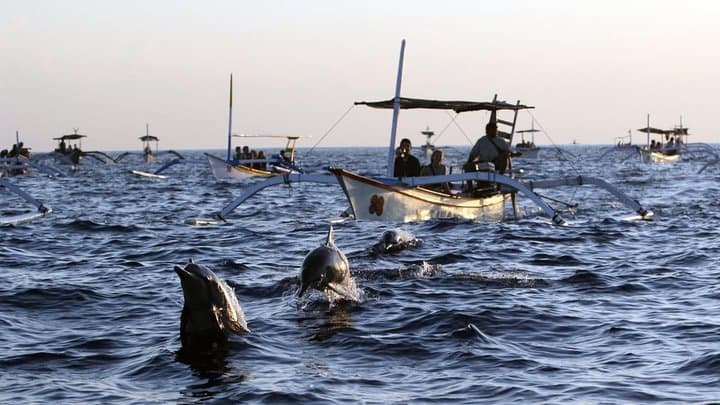 Lovina Dolphin Watching and Aling-Aling Waterfall Day Tour — North Bali Adventure