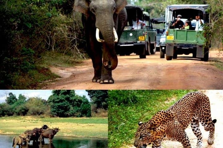 Colombo to Kandy, Ella & Yala: 3-Day Hill Country Train Ride and Yala Safari photo 2