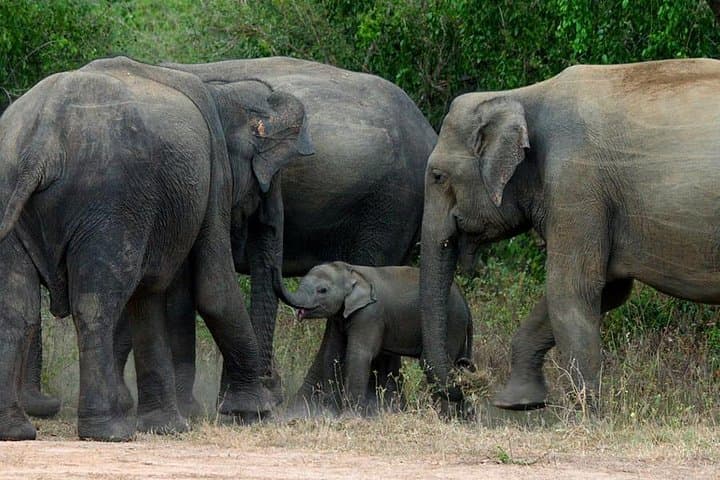 Colombo to Kandy, Ella & Yala: 3-Day Hill Country Train Ride and Yala Safari