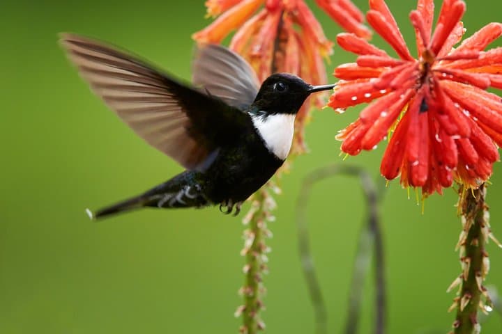 Birdwatching in Chicaque Cloud Forest: Full-Day Birding from Bogotá photo 4