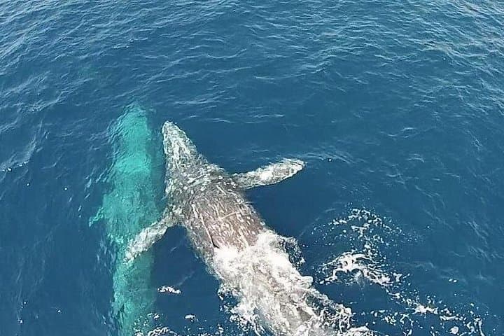 Dana Point Whale Watching: 2-Hour Ocean Cruise to See Whales & Dolphins