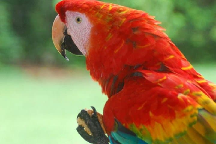 3-Day Amazon Jungle Tour at Eco Amazonia Lodge — Madre de Dios Wildlife & River Excursions photo 1