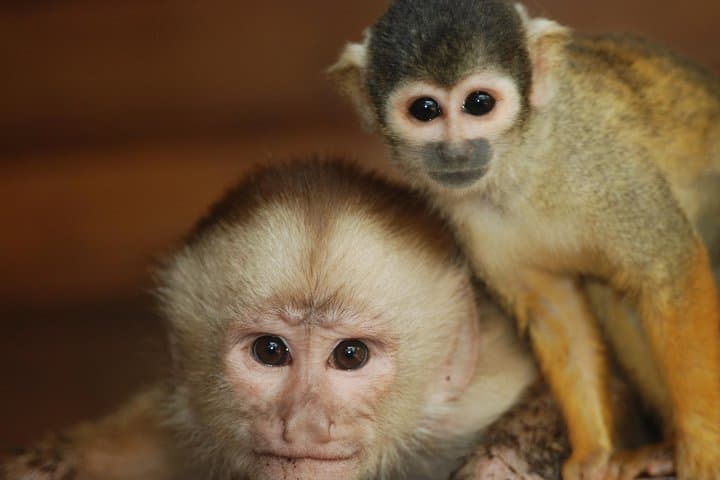 10-Day Peru Adventure: Amazon Jungle, Machu Picchu & Lake Titicaca photo 2