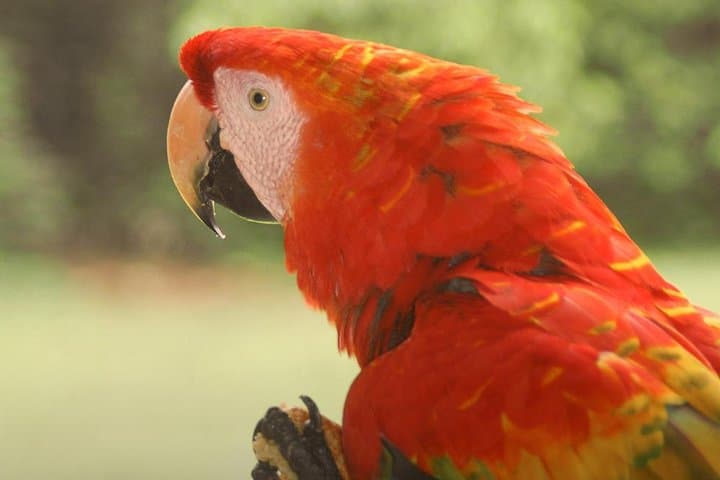 3-Day Eco Amazonia Lodge — Amazon Jungle Caiman, Monkey Island & Rainforest Trails photo 2