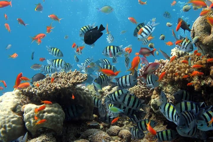 Blue Bay & Mahebourg: Full-Day East Mauritius Snorkel, History & Market Tour photo 3