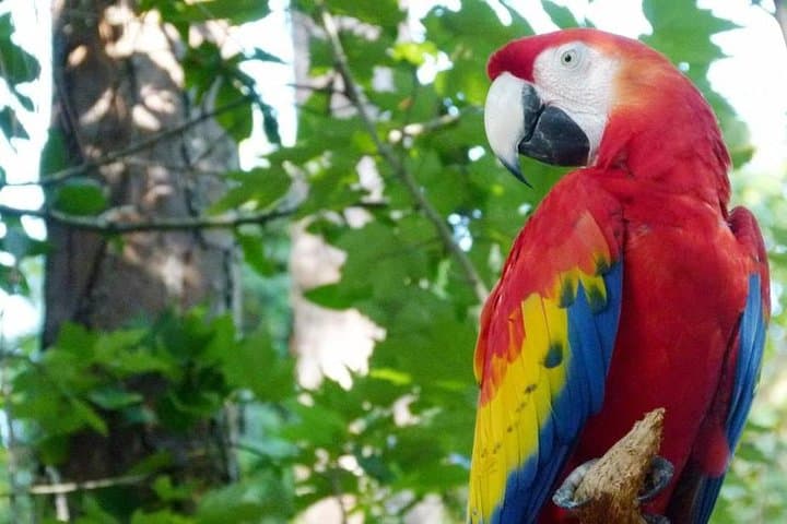 BioParque do Rio: Guided Conservation Tour with Hotel Transfer