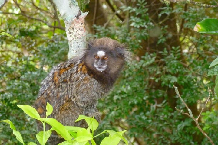 Tijuca National Park and Rio Botanic Garden Guided Tour — Vista Chinesa, Waterfalls & Wildlife