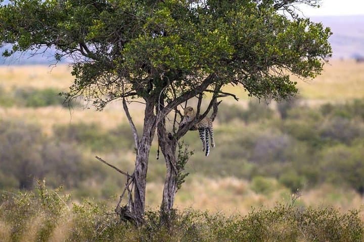 Maasai Mara 3-Day Animal Migration Safari: Wildebeest, Big Five & Mara River