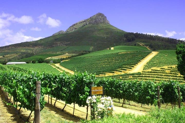 Stellenbosch Half-Day Wine Tour from Cape Town — Tastings, Cellar Visit & Pairings photo 6
