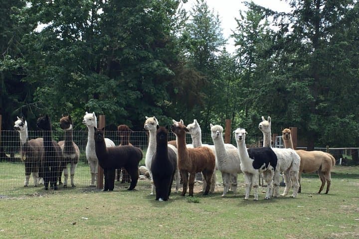Alpaca Ranch and Fiber Processing Mill Tour: Hands-On Alpaca Experience & Mill Visit photo 2