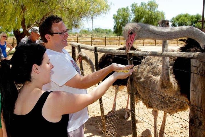Highgate Ostrich Farm Tour — Feed, Ride and Dine with Ostriches near Oudtshoorn