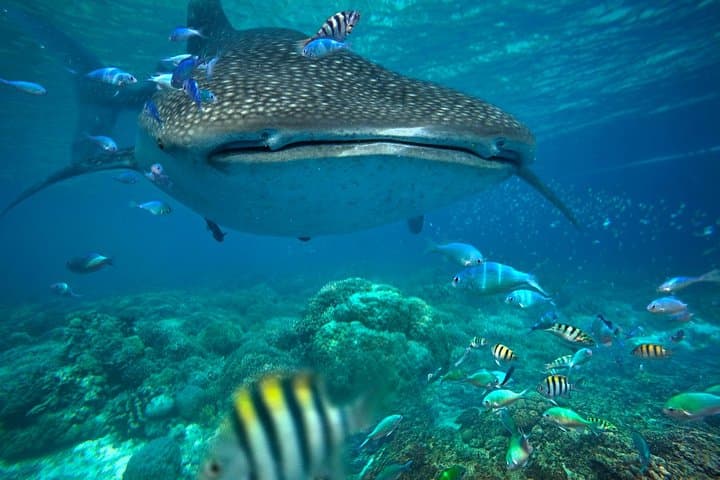 Swim with Whale Sharks off Isla Mujeres — Snorkel Tours from Cancun photo 1