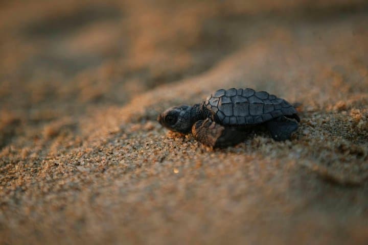 Los Cabos Turtle Release Eco-Experience: Adopt and Release Sea Turtles in San José del Cabo