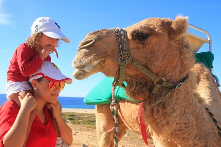 Camel Ride Along the Pacific: Desert Encounter & Tequila Tasting in Los Cabos
