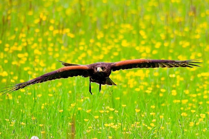 Bath City Tour and Fly-a-Hawk Experience — Walking Tour & Falconry Near Bath