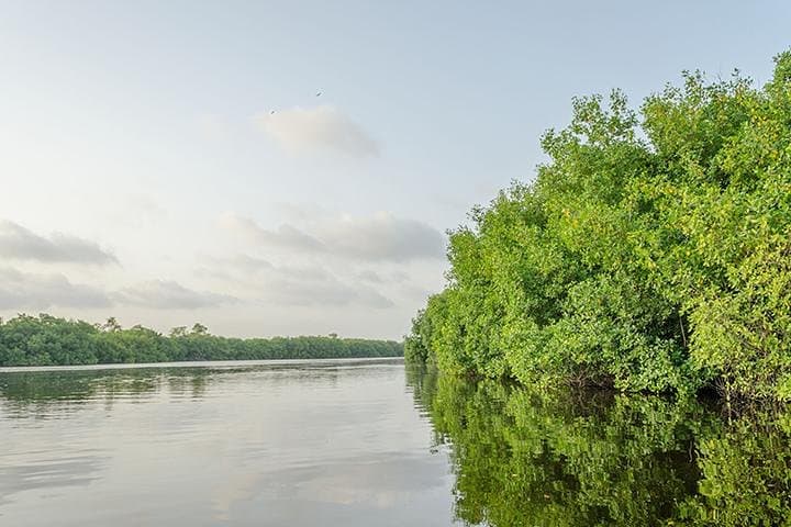 Sunset Mangrove & Wildlife Boat Tour: Nichupté Lagoon from the Riviera Maya photo 1