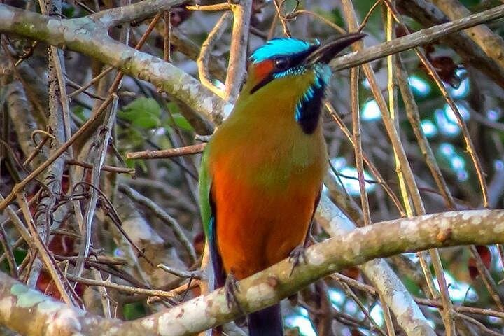 Private Birdwatching Tour from Cancun — Puerto Morelos Jungle & Coastal Birds photo 1