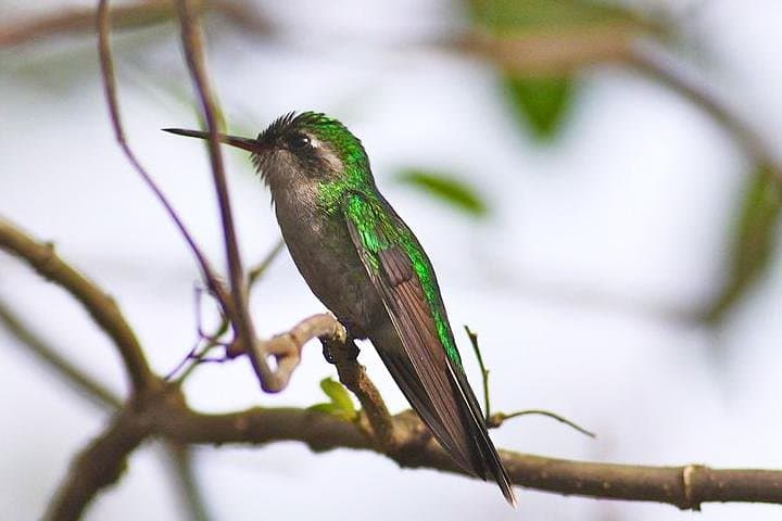 Private Birdwatching Tour on Cozumel Island: Jungle Trails & Endemic Birds