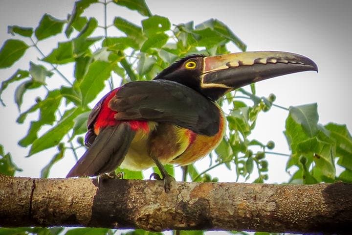 Private Birdwatching in Sian Ka'an: Playa del Carmen Guided Tour