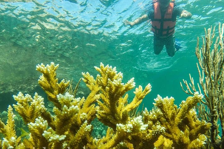 Isla Mujeres Half-Day Fishing and Snorkeling Tour — Catch Fish and Explore Coral