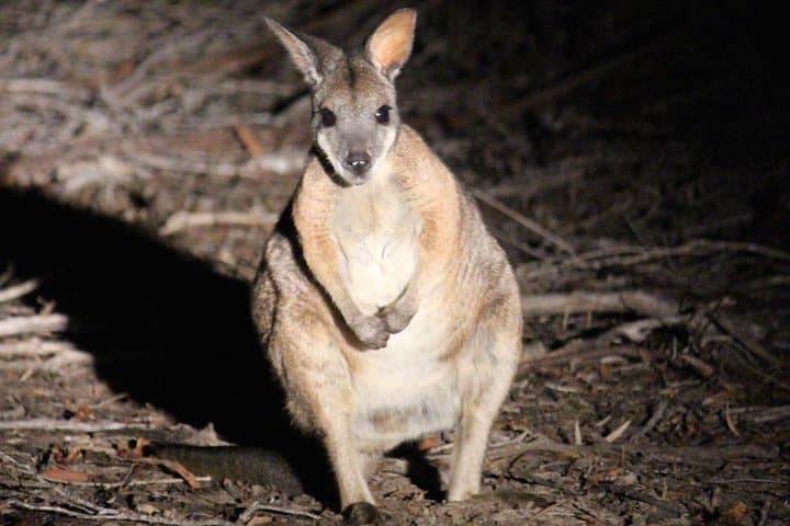 Kangaroo Island After Dark: 4WD Small-Group Night Wildlife Tour