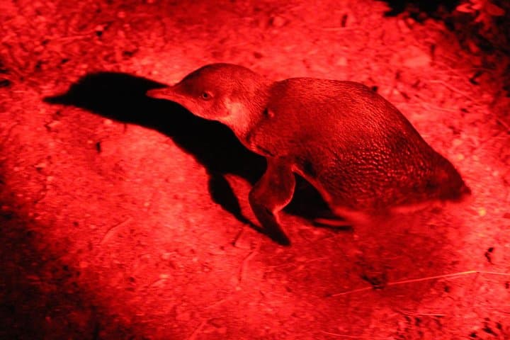 Kangaroo Island After Dark: 4WD Small-Group Night Wildlife Tour photo 2