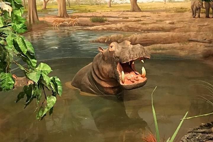 Explore Las Vegas Natural History Museum: Dinosaurs, Sharks & Nevada Wildlife photo 4
