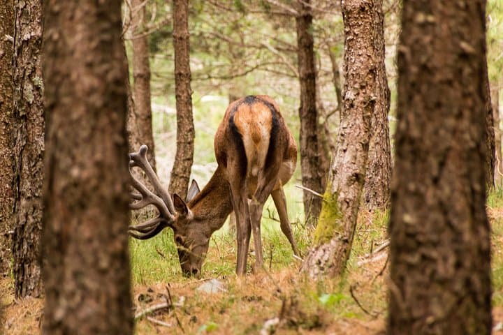 Lousa Mountain Deer-Watching Private Tour from Coimbra photo 3