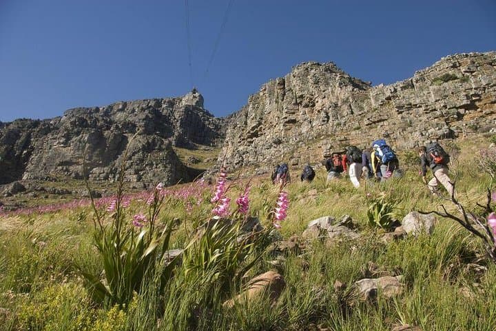 Private Hike Up Table Mountain: Routes, Views & Cape Floral Guide photo 2