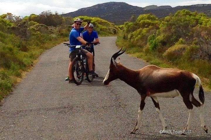 Cape Point Private Cycling Tour from Cape Town — Chapman's Peak, Boulders Penguins & Cape of Good Hope