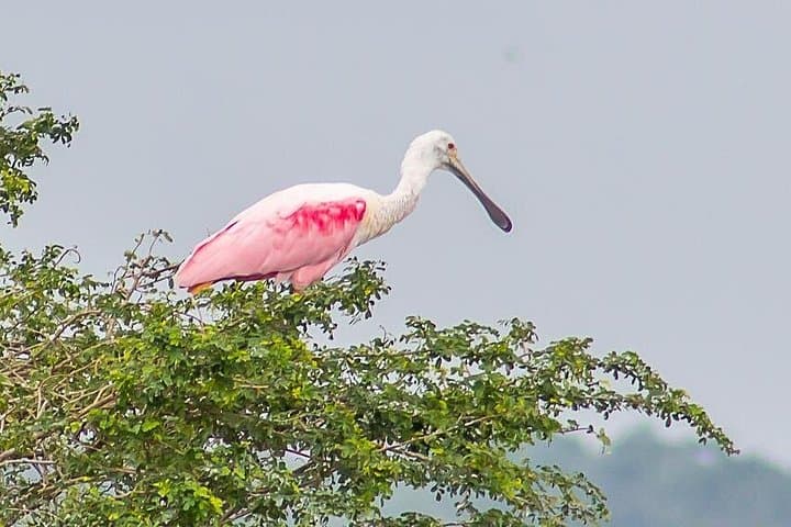 Morning Birding Boat Cruise to Crooked Tree Wildlife Sanctuary from Belize City
