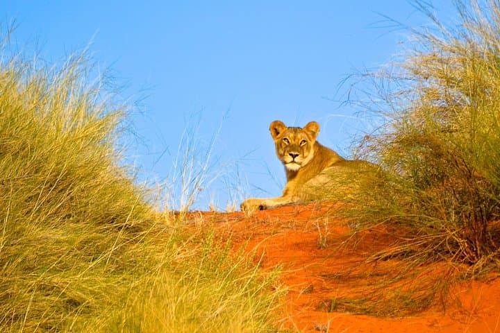 Hluhluwe-Imfolozi Safari Day Tour from Durban — Big Five Game Drive