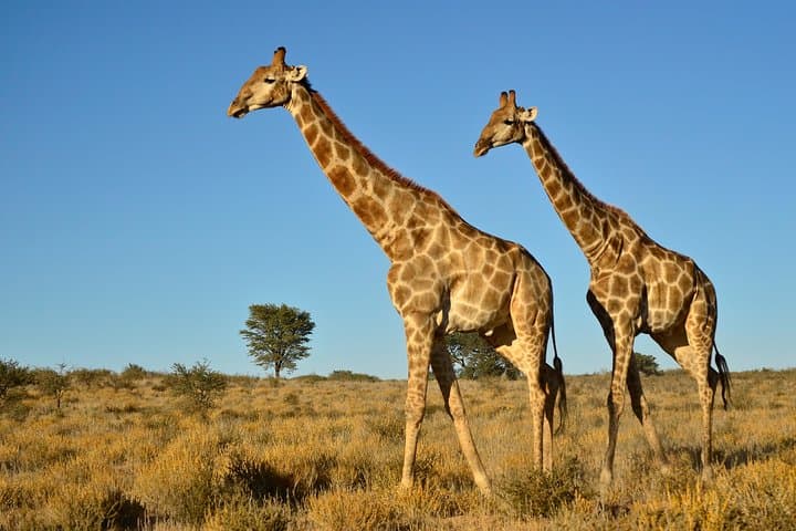 Half-Day Safari from Durban: Tala Game Reserve & Elephant Encounter