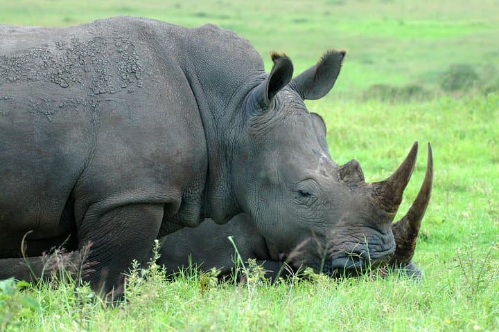 Half-Day Safari from Durban: Tala Game Reserve & Elephant Encounter photo 2