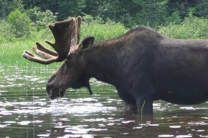 3-Day Algonquin Park Canoe Expedition: Guided Wilderness Camping Trip photo 2